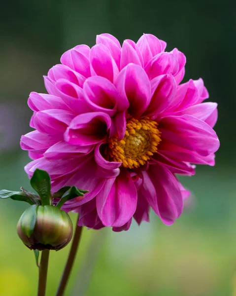 Bright Pink Dahlia Flower Natural Background Floriculture Landscape Design — Stock Photo, Image
