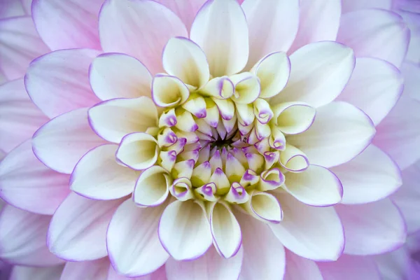 White Pink Dahlia Flower Close Floral Pattern — Stock Photo, Image