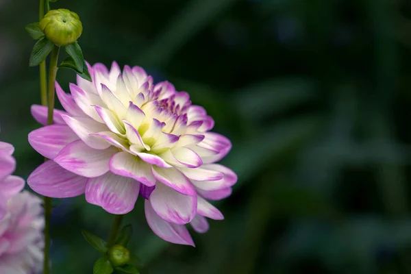 Delicate Blooming White Pink Dahlias Natural Background Floriculture Landscape Design — Stock Photo, Image