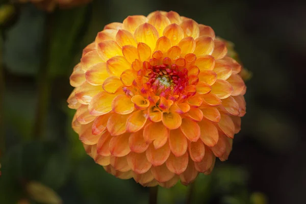 Bright Orange Dahlia Flower Natural Background Floriculture Landscape Design — Stock Photo, Image