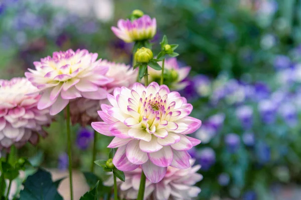 Delicate Blooming White Pink Dahlias Natural Background Floriculture Landscape Design — Stock Photo, Image