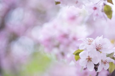 Baharda narin elma ağacı çiçekleri. Elma bahçesi.