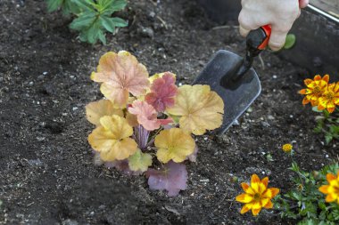 Bir kız genç bir heuchera bitkisini naklediyor. Bahçıvanlık, hobi, uzun ömürlü çevre düzenlemesi..