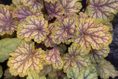 Çiçek tarhında güzel parlak heuchera yaprakları. Bahçıvanlık, hobiler, uzun ömürlülük, peyzaj.