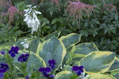 Hosta ve Astilba bahçede. Ebedi çiçekler, bahçıvanlık, peyzaj..