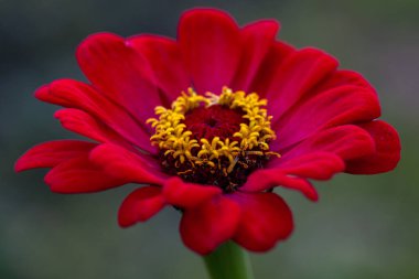 Doğal bir arka planda muhteşem bir kırmızı zinya çiçeği. Çiçekçilik, peyzaj.