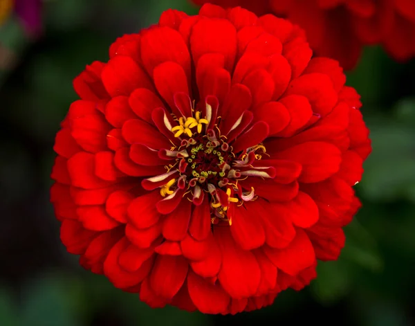 Gorgeous Red Zinnia Flower Natural Background Floriculture Landscaping — Stock Photo, Image