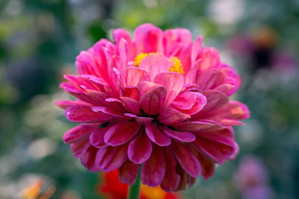 Gorgeous Pink Zinnia Flower Natural Background Floriculture Landscaping — Stock Photo, Image