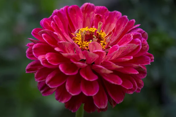 Gorgeous Pink Zinnia Flower Natural Background Floriculture Landscaping — Stock Photo, Image