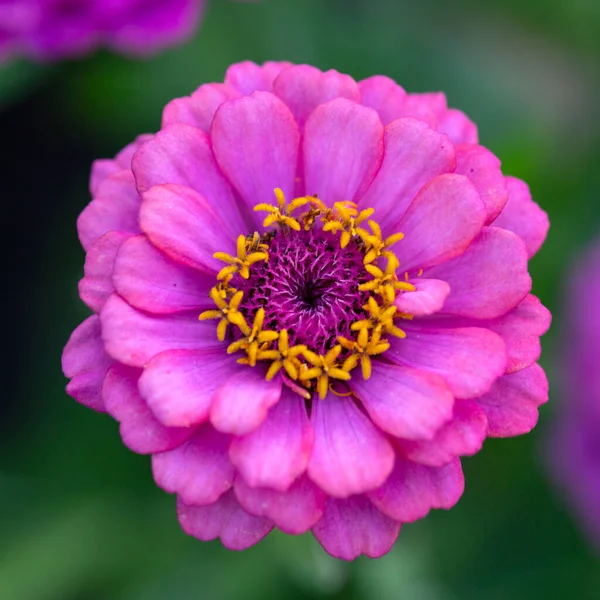 Gorgeous Pink Zinnia Flower Natural Background Floriculture Landscaping — Stock Photo, Image