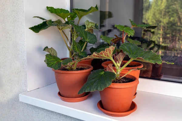 Young sprouts and leaves of tuberous begonia in a pot on the windowsill. Home flowers, hobby.