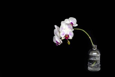 Cam bir kapta beyaz pembe bir orkidenin çiçek açan dalı, siyah bir arkaplanda izole edilmiş..