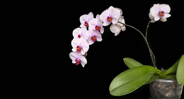 Hassas Beyaz Pembe Orkide Kopyalama Alanı Olan Siyah Bir Arkaplanda — Stok fotoğraf