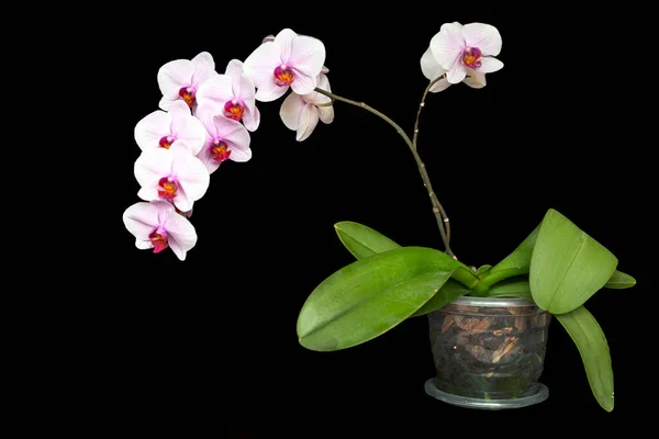 Tencerede Beyaz Pembe Bir Orkide Siyah Bir Arkaplanda Izole — Stok fotoğraf
