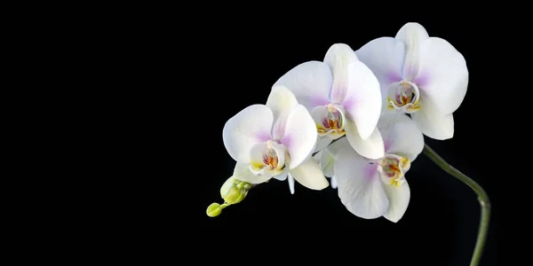 Orquídea Branca Delicada Isolada Fundo Preto Com Espaço Cópia Cartão — Fotografia de Stock