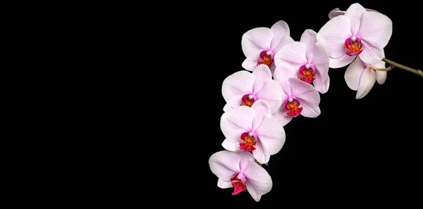 Hassas Beyaz Pembe Orkide Kopyalama Alanı Olan Siyah Bir Arkaplanda — Stok fotoğraf