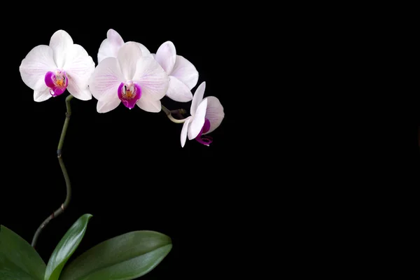 Delikatna Biało Różowa Orchidea Izolować Czarnym Tle Przestrzenią Kopiowania Kartka — Zdjęcie stockowe