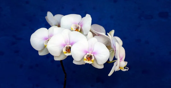 Orquídea Branca Delicada Isolada Sobre Fundo Azul Cartão Floral — Fotografia de Stock