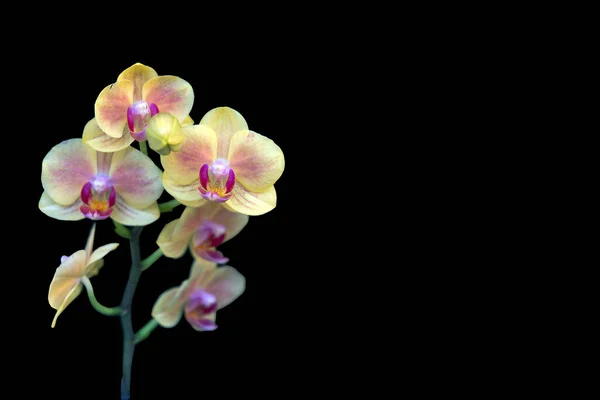 Ramo Florido Orquídea Amarela Isolar Fundo Preto Com Espaço Cópia — Fotografia de Stock