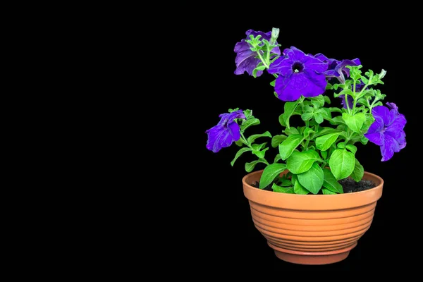 Bloeiende Paarse Petunia Isoleren Zwarte Achtergrond Met Kopieerruimte Tuinieren Bloemen — Stockfoto