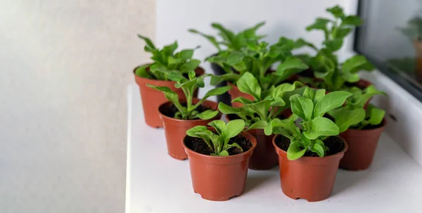 Seedlings Petunia Plants Small Pots Windowsill Spring Gardening Flowers Hobby — Stock Photo, Image