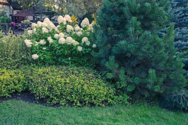 Parkın peyzaj tasarımlı bir parçası. Evergreen kozalaklı ağaçlar ve çiçek açan ortanca çalısı.