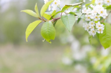 Ön planda çiçek açan bir ağaç dalı olan bahar soyut arkaplanı bulanıklaştı. Bahar konsepti.