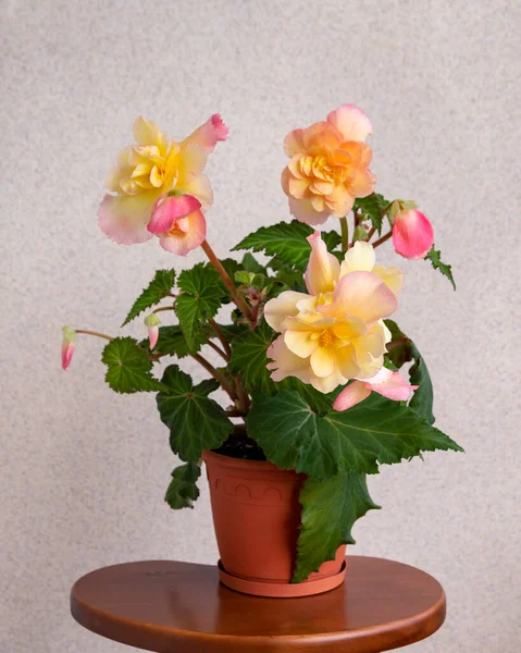 Bela Begônia Rosa Amarela Pote Floricultura Hobby Flores Para Casa — Fotografia de Stock