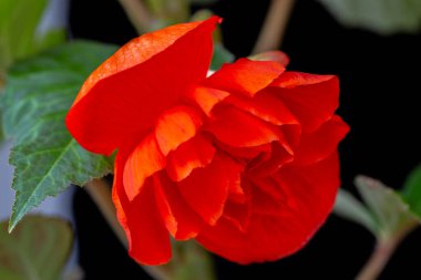 Muhteşem kırmızı begonya, siyah arkaplanda fotokopi uzayı ile izole edilmiş. Ev çiçekleri, hobi. Çiçek kartı..