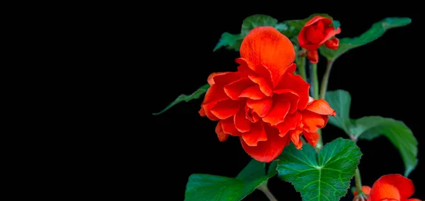 Πανέμορφο Κόκκινο Begonia Απομονώσει Μαύρο Φόντο Αντίγραφο Χώρο Σπίτι Λουλούδια — Φωτογραφία Αρχείου