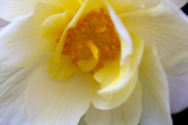 Λεπτό Λευκό Κίτρινο Λουλούδι Begonia Σπίτι Λουλούδια Χόμπι Κάρτα Λουλουδιών — Φωτογραφία Αρχείου