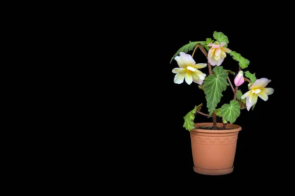 Τρυφερό Ροζ Κίτρινο Begonia Απομονώστε Μαύρο Φόντο Χώρο Αντιγραφής Σπίτι — Φωτογραφία Αρχείου