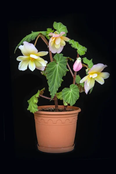 Begonia Rosa Amarela Macia Isolar Fundo Preto Com Espaço Cópia — Fotografia de Stock