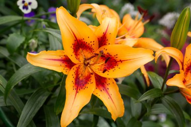 Bahçede çiçek açan zambaklarla çiçeklenmiş. Bahçıvanlık, manzara tasarımı.