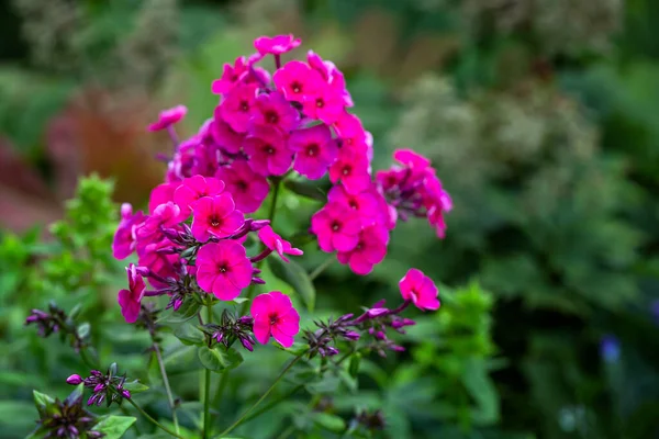 Blumenbeet Mit Blühendem Phlox Garten Garten Und Landschaftsbau — Stockfoto
