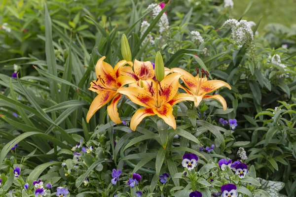 Blumenbeet Mit Blühenden Lilien Garten Garten Und Landschaftsbau — Stockfoto