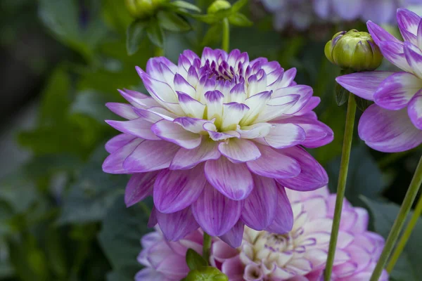 Flower Bed Blooming Dahlias Garden Gardening Landscape Design — Stock Photo, Image