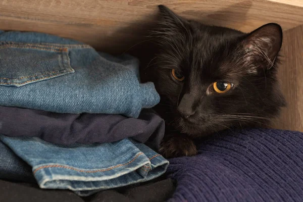 Черная кошка в шкафу с одеждой. — стоковое фото