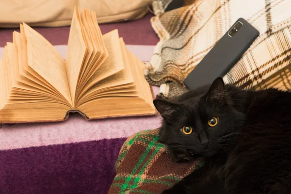 Черная кошка дома, открытая книга — стоковое фото