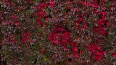 Üzüm yapraklarından oluşan büyük, güzel, kırmızı sonbahar duvarı.