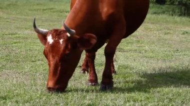 Çayırda otlayan inek, yakın plan.