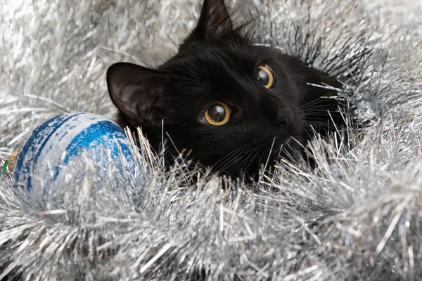 Новогодний портрет кота в праздничных украшениях. — стоковое фото