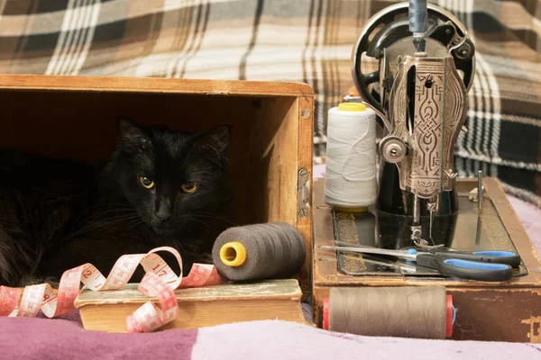 Швейная машина с ниткой и кошкой. — стоковое фото