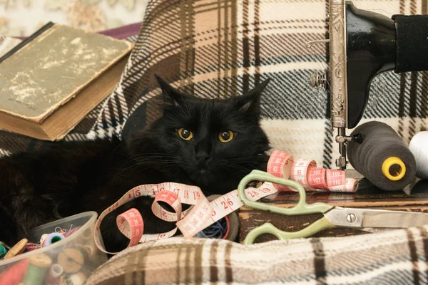 Швейная Машина Ниткой Кошкой — стоковое фото