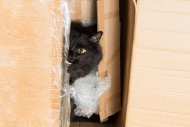 Kedi karton kutudan dışarı bakar, bir hediye.