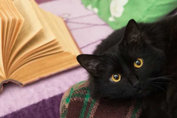 Чорний Кіт Вдома Відкрита Книга — стокове фото