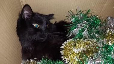 Kutuda bir kedinin Noel portresi, süslü püslü bir hediye.