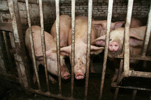 Domuz çiftliğindeki küçük domuzcuklar