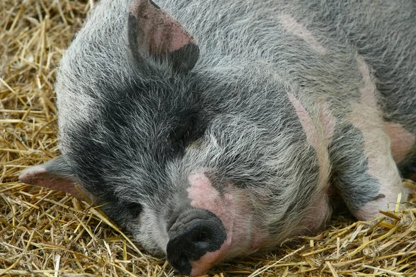 Domuz çiftliğindeki komik bir domuzun portresi.. — Stok fotoğraf