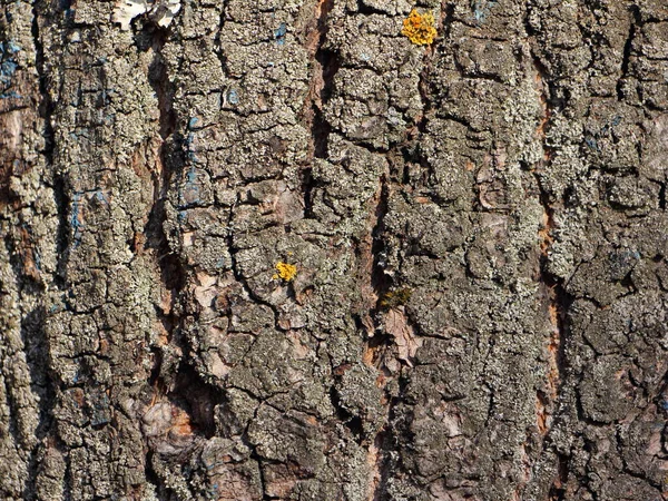 Old Cracked Bark Tree Trunk Natural Background Texture — Stock Photo, Image